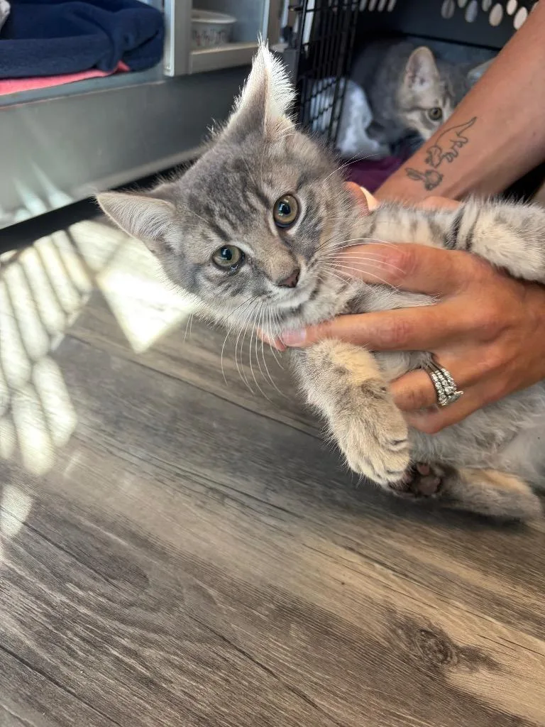 A baby large-sized male Domestic Short Hair cat named Jalapeno for adoption in Liverpool, NY