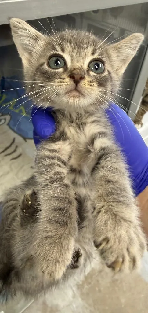 A baby small-sized female Domestic Short Hair cat named hl Legacy for adoption in Greencastle, IN