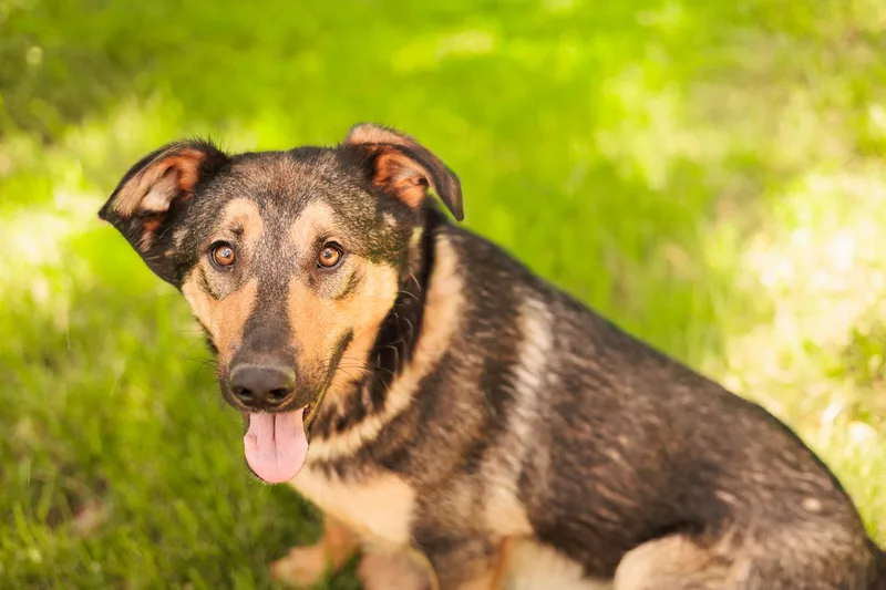 A young medium-sized female Black German Shepherd Dog dog named Ash for adoption in Gradyville, KY
