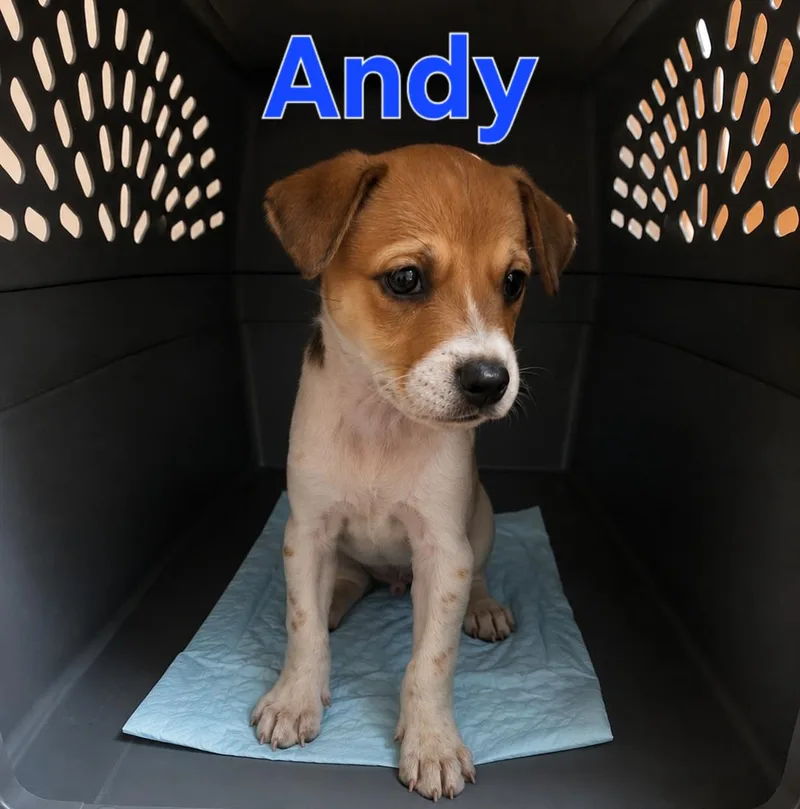 A baby small-sized male White / Cream Mixed Breed dog named Amos for adoption in Dallas, TX
