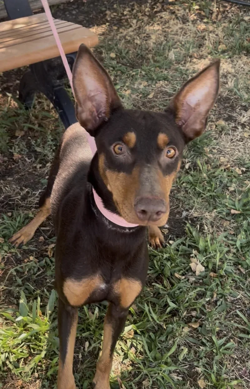 Bindi