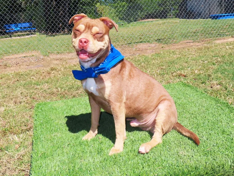 A baby medium-sized male French Bulldog dog named Beowulf C for adoption in Rogers, AR