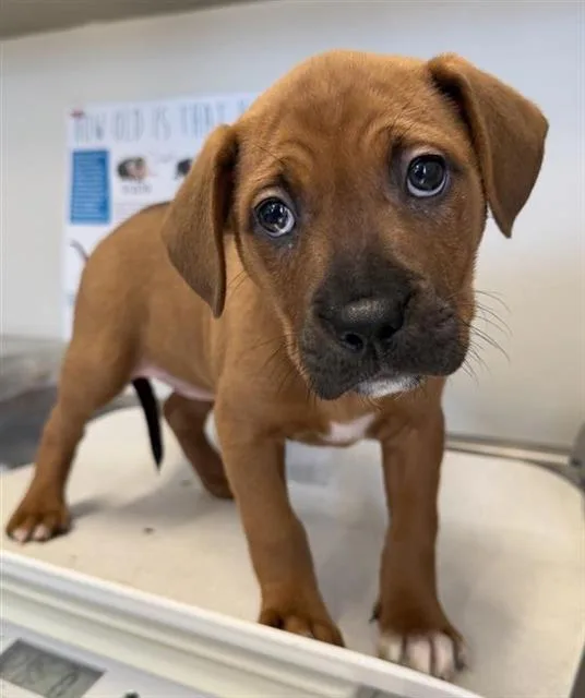 A baby small-sized female Black Mouth Cur dog named Calliope for adoption in San Antonio, TX