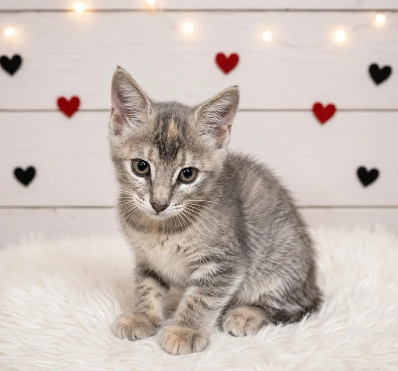 A baby small-sized female Domestic Short Hair cat named Dulce for adoption in Corpus Christi, TX