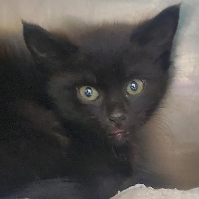 A baby small-sized male Black Domestic Short Hair cat named Choco for adoption in Chattanooga, TN