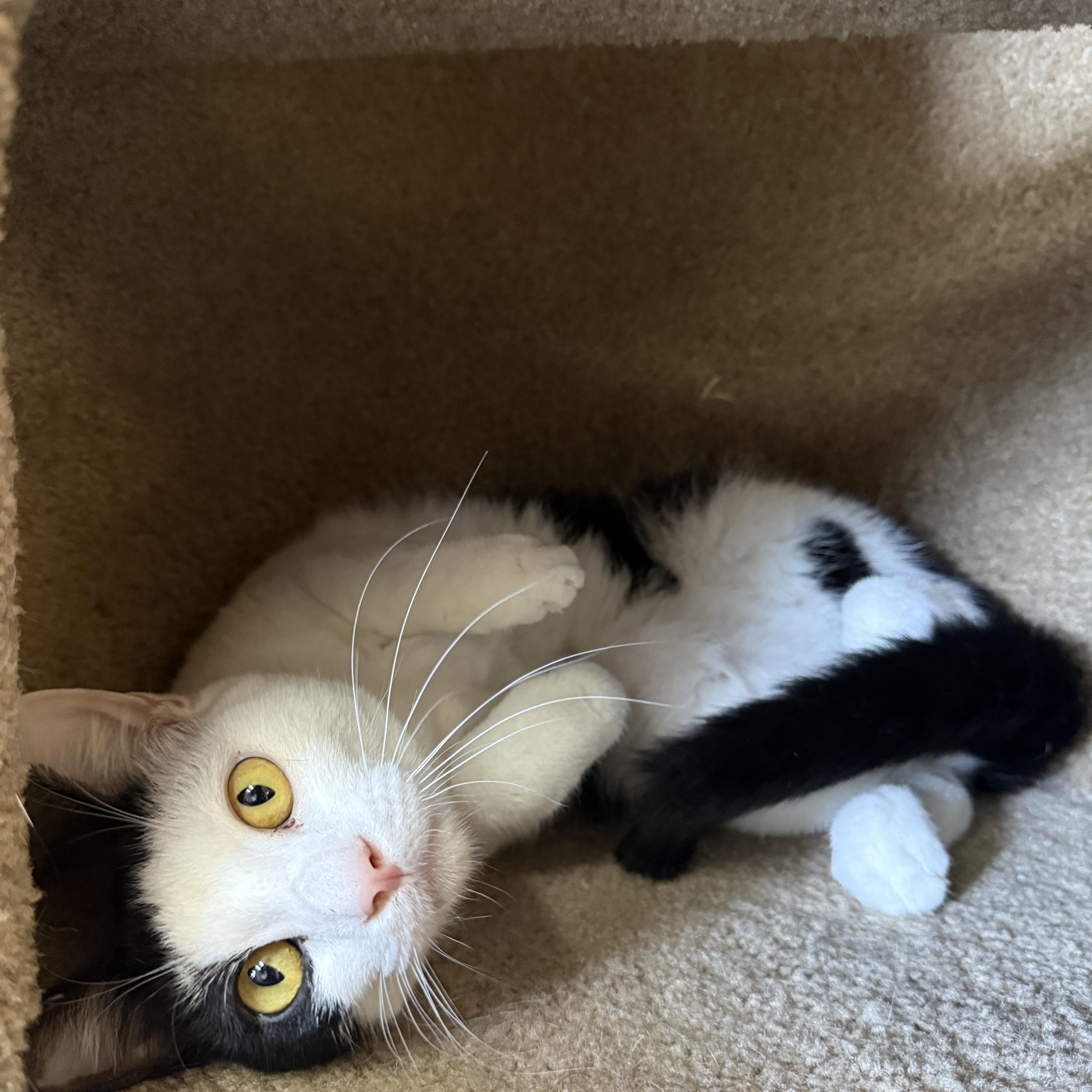 A young medium-sized male White Domestic Short Hair cat named Pete for adoption in Hendersonville, TN
