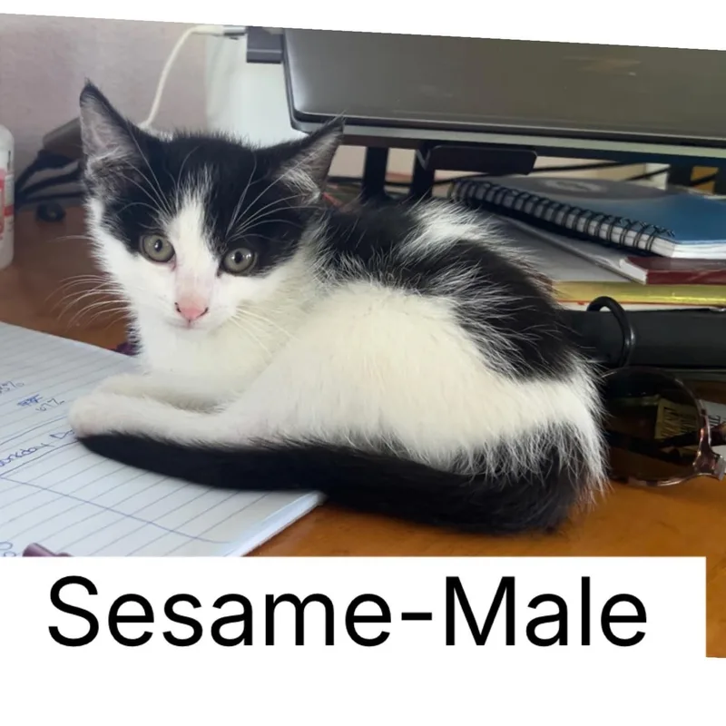 A baby medium-sized male Domestic Short Hair cat named Sesame for adoption in Sherman, IL