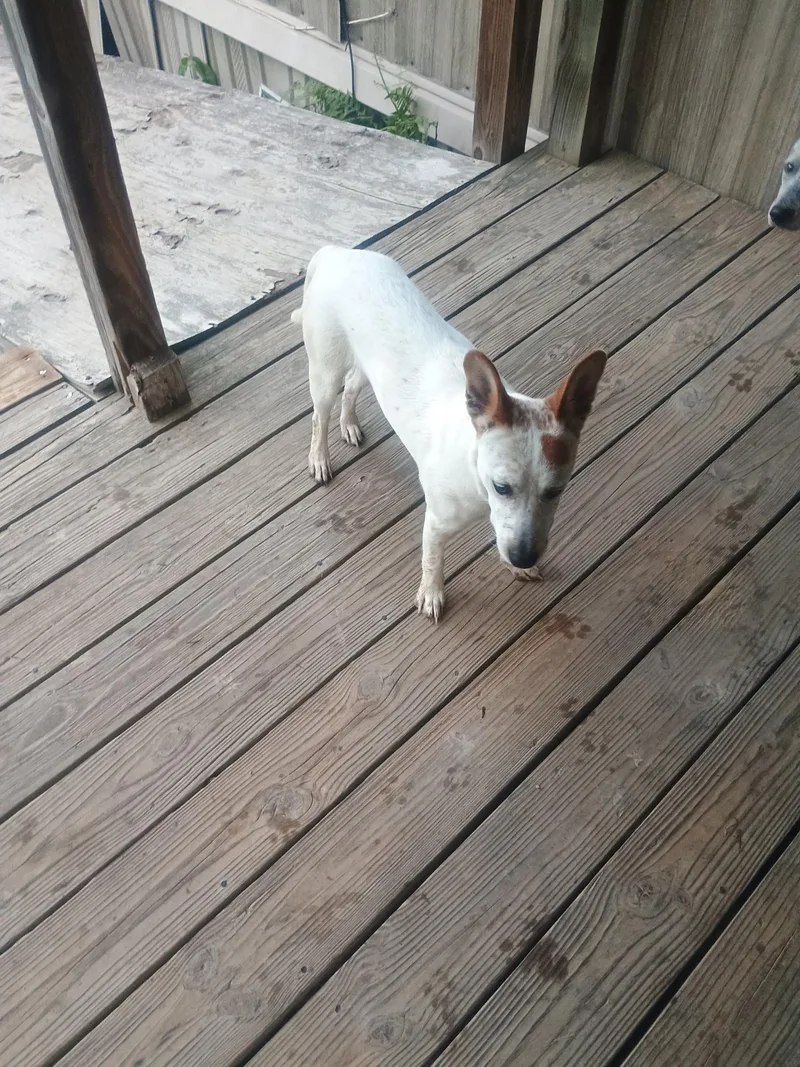 A young small-sized male Sable Rat Terrier dog named Rabbit for adoption in Pine Bluff, AR