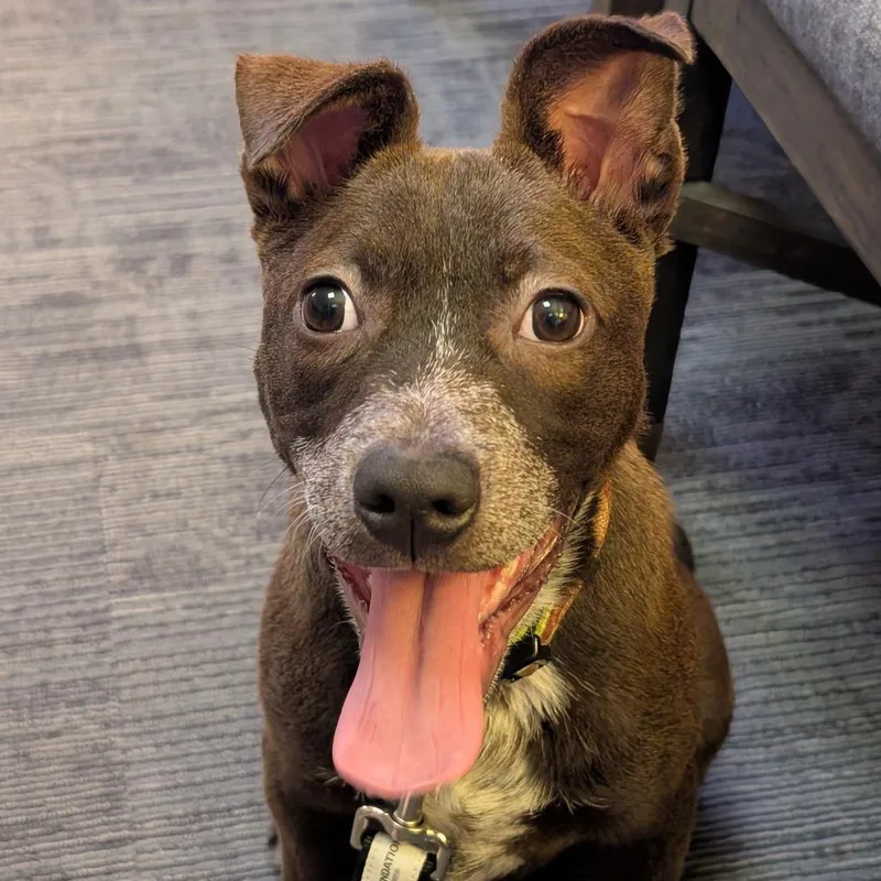 A baby small-sized female Black Mixed Breed dog named Kennedy for adoption in Grand Rapids, MI