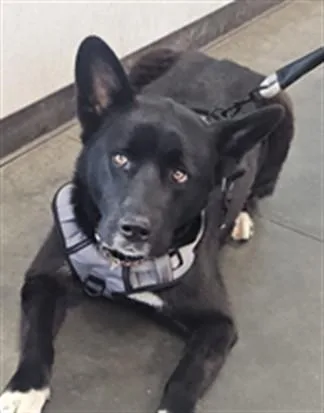 An adult large-sized female German Shepherd Dog dog named Bella for adoption in Chatsworth, CA