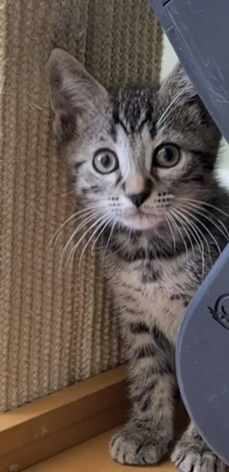 A baby medium-sized male Domestic Short Hair cat named Money Laundering for adoption in Trenton, NJ