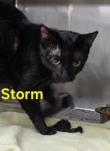 A young medium-sized female Black Domestic Medium Hair cat named Storm for adoption in Moline, IL