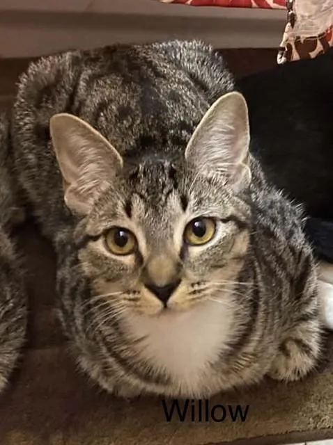 A young small-sized female Domestic Short Hair cat named Willow for adoption in Conroe, TX