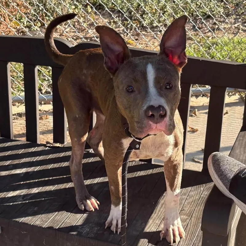 A young medium-sized male Gray / Blue / Silver Mixed Breed dog named Akio for adoption in Edwardsville, IL