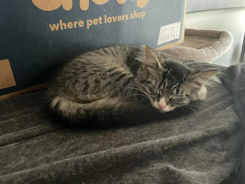 A baby medium-sized female Domestic Short Hair cat named Shirley for adoption in St. Cloud, MN