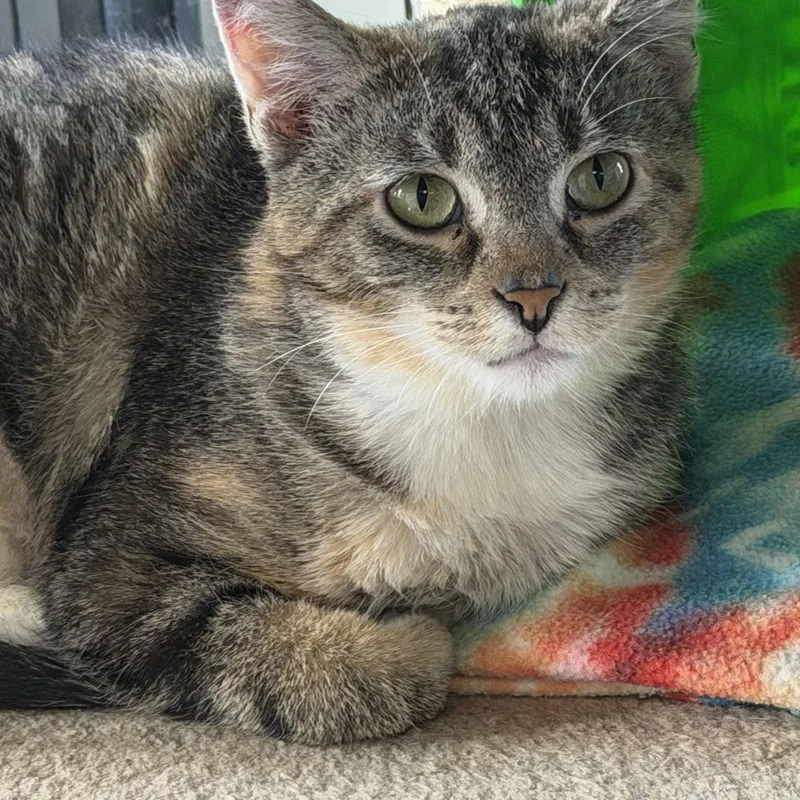 An adult medium-sized female Domestic Short Hair cat named Patches for adoption in Owensboro, KY