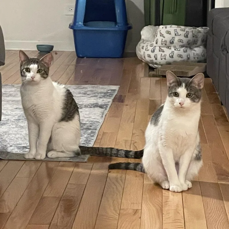 An adult medium-sized female Tabby (Brown / Chocolate) Domestic Short Hair cat named Gin And Tonic for adoption in Evanston, IL