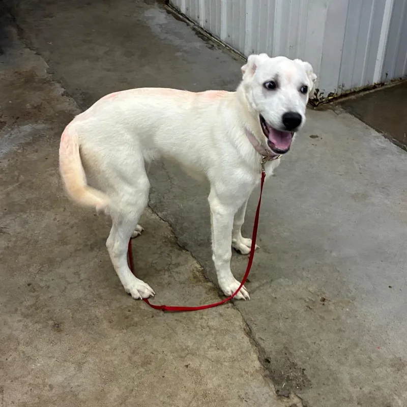 A young medium-sized female Mixed Breed dog named Lainey for adoption in Corbin, KY