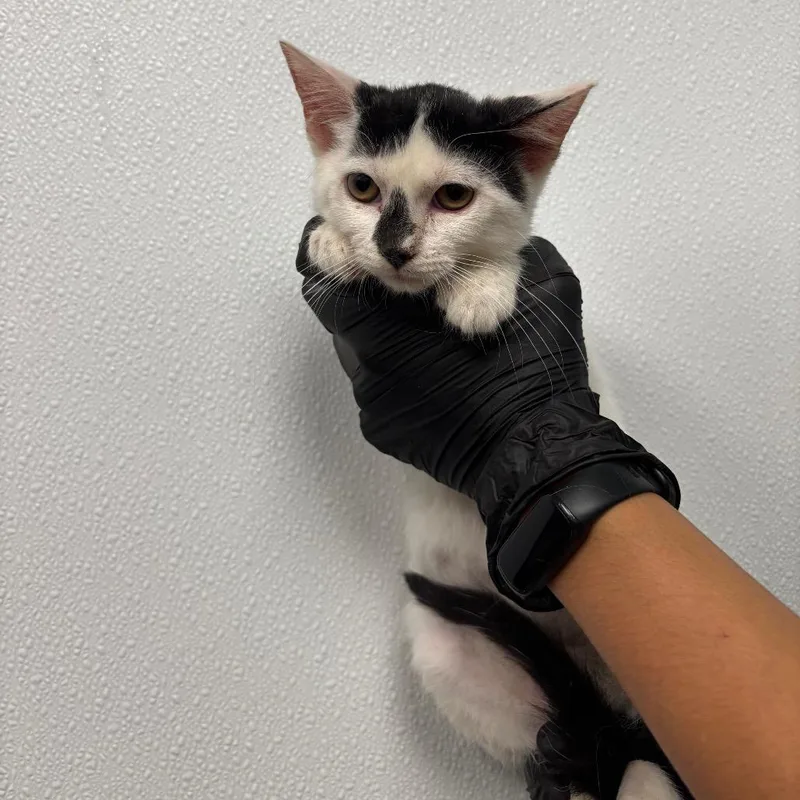A baby small-sized female White Domestic Short Hair cat named Gremlin for adoption in Abilene, TX