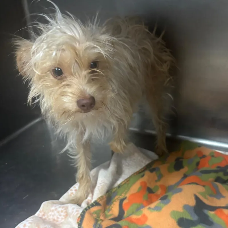 An adult small-sized female Yellow / Tan / Blond / Fawn Mixed Breed dog named Cinnamon for adoption in Henderson, KY