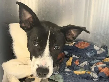 An adult medium-sized female Black Mixed Breed dog named Babs for adoption in Georgetown, TX