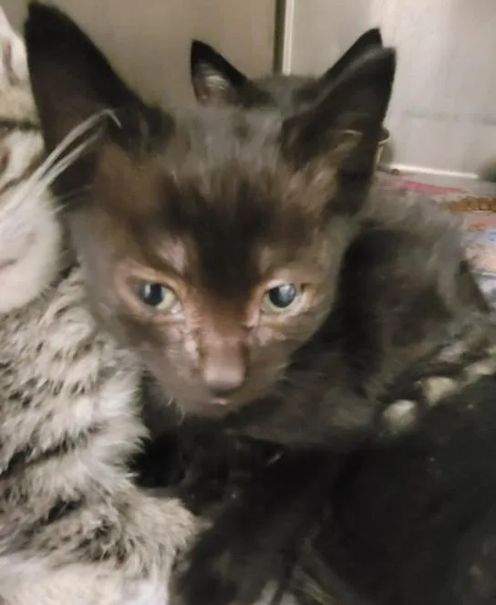 A baby small-sized female Domestic Short Hair cat named Minky for adoption in Los Angeles, CA