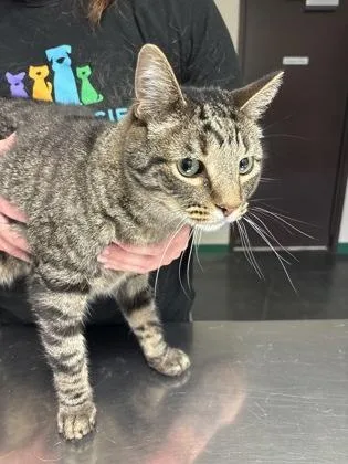 An adult medium-sized male Tabby (Brown / Chocolate) Domestic Short Hair cat named Turtle for adoption in Springfield, MO