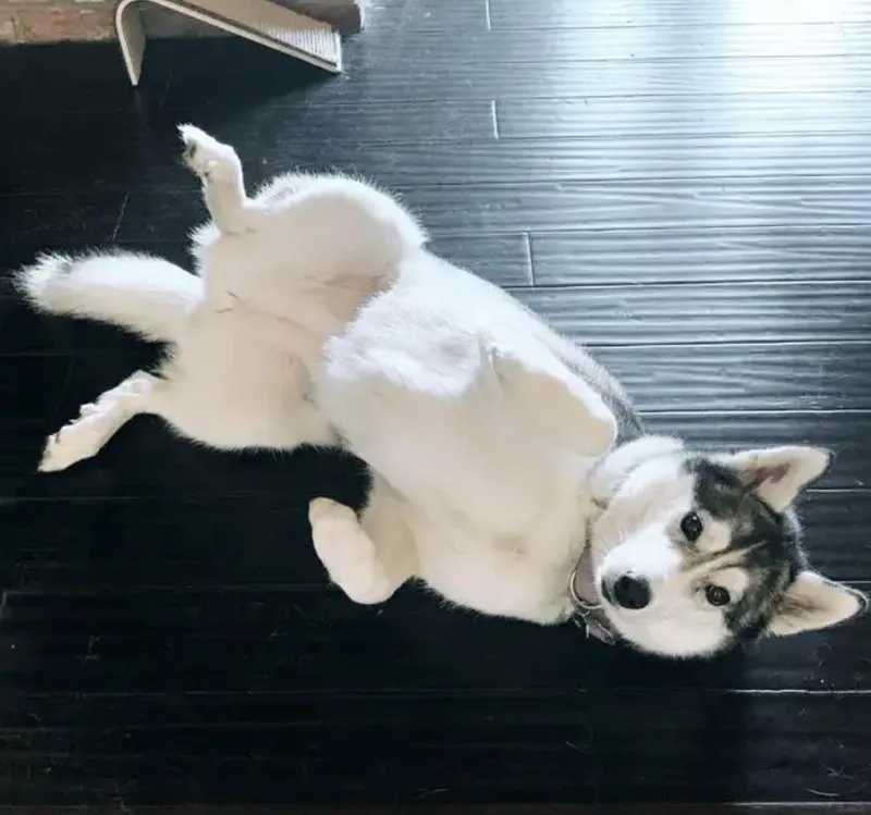An adult medium-sized female Gray / Blue / Silver Siberian Husky dog named Taloh for adoption in Menifee, CA