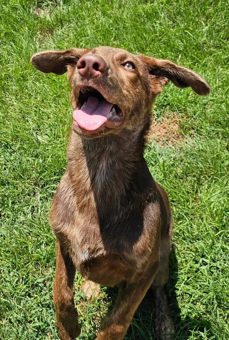 Brutus