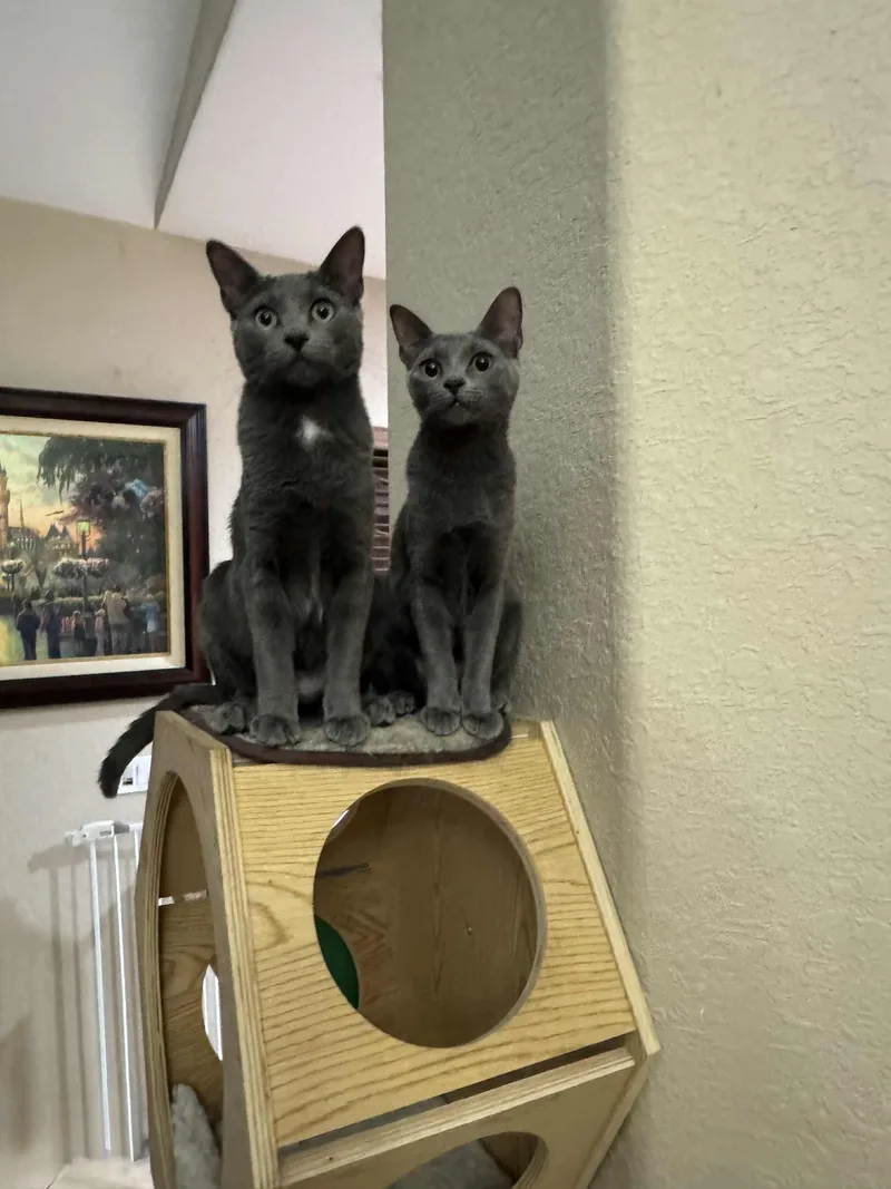 Tammy & Jerry thumbnail 2