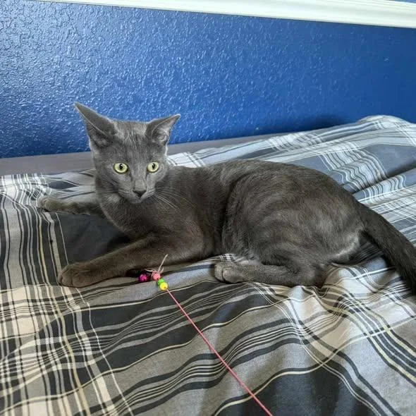 Tammy & Jerry thumbnail 4