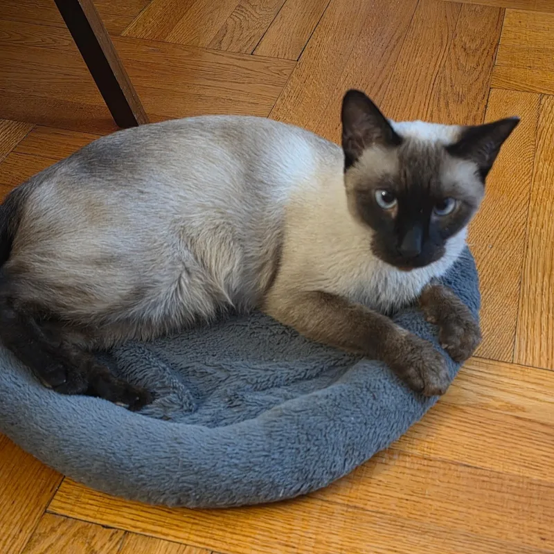 MOCHA N. Sweetest