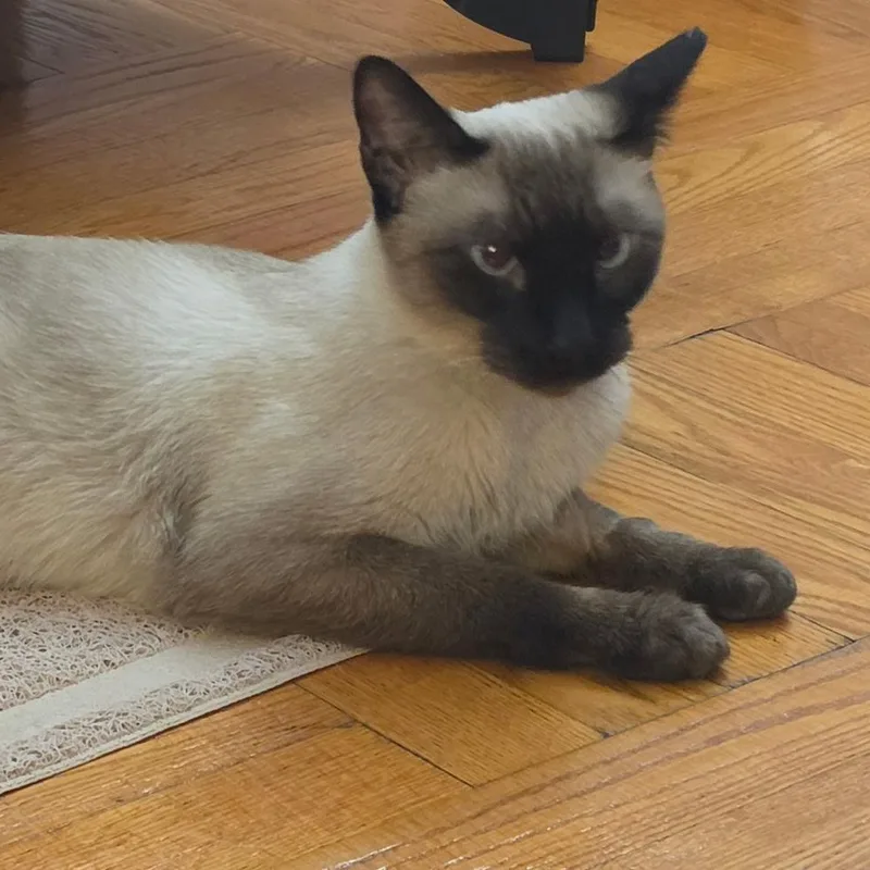 MOCHA N.  Sweetest thumbnail 2