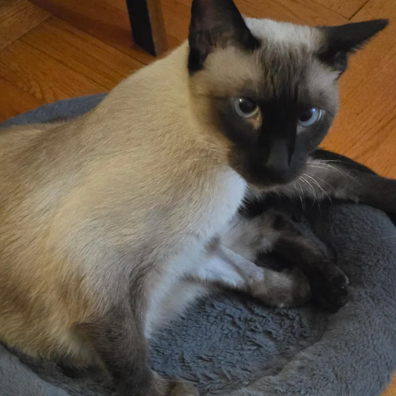 MOCHA N.  Sweetest thumbnail 3