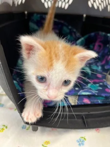 A baby small-sized male Domestic Short Hair cat named Ashby for adoption in San Diego, CA