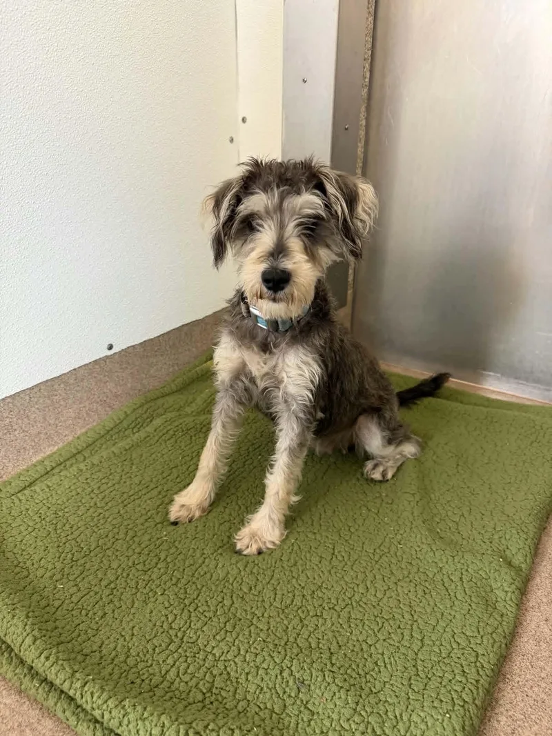 An adult small-sized female Gray / Blue / Silver Miniature Schnauzer dog named Elsa for adoption in Chambersburg, PA