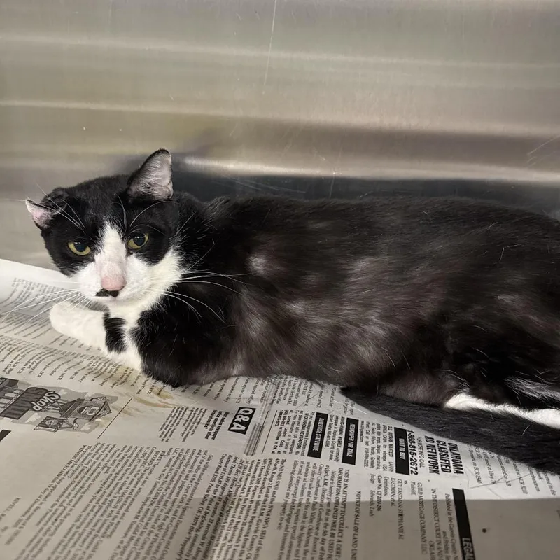 An adult large-sized female Black Domestic Short Hair cat named Annie for adoption in Pauls Valley, OK