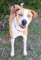 An adult medium-sized female Mixed Breed dog named Blue Bell for adoption in Cincinnati, OH