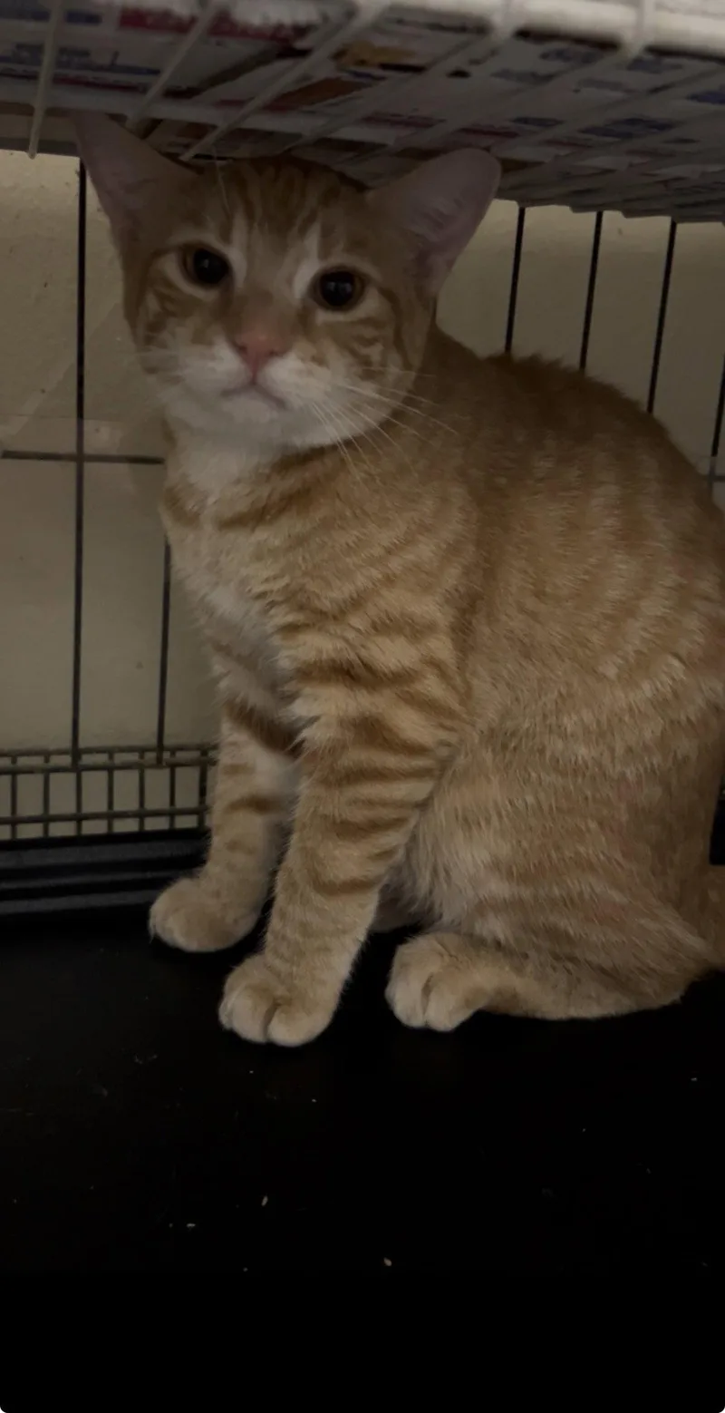 A baby medium-sized male Orange & White Domestic Short Hair cat named Furgus for adoption in Brooklyn, NY
