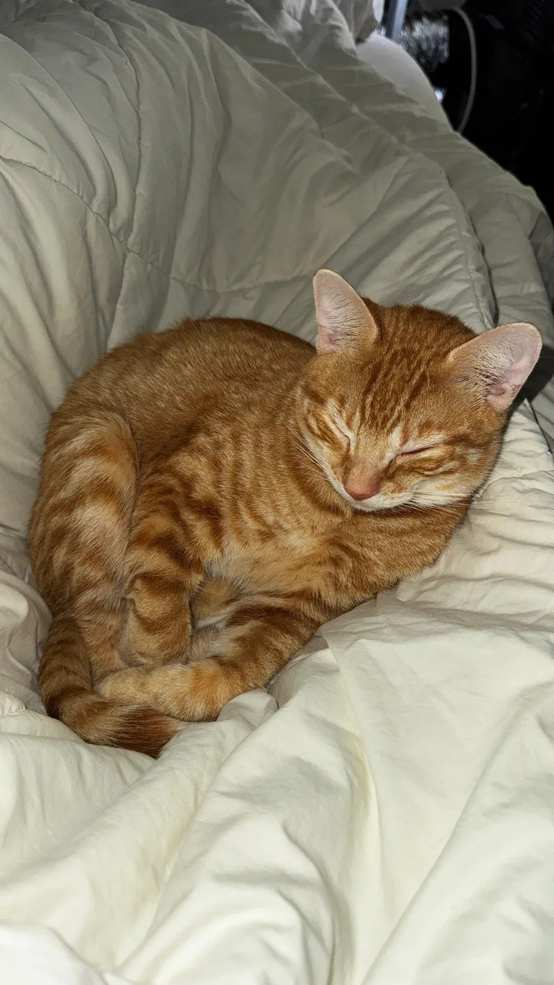 Furgus thumbnail 2
