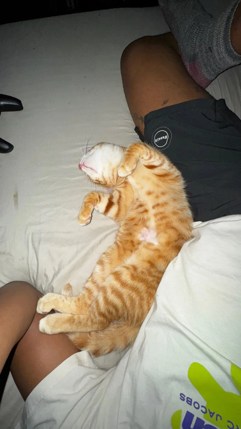 Furgus thumbnail 3