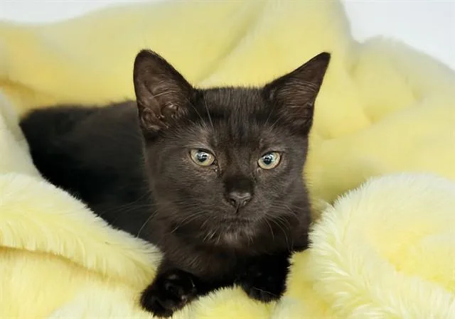 A baby medium-sized female Domestic Short Hair cat named Jenny for adoption in Fort Lauderdale, FL