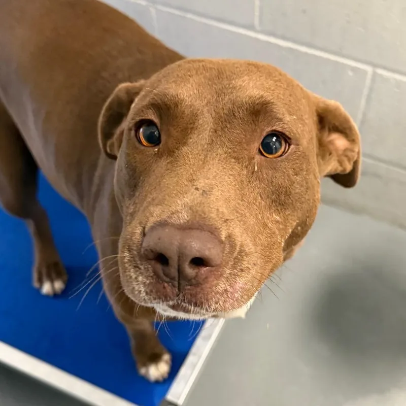 Tootsie Roll thumbnail 2