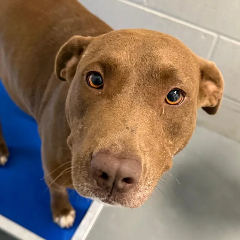 Tootsie Roll thumbnail 4