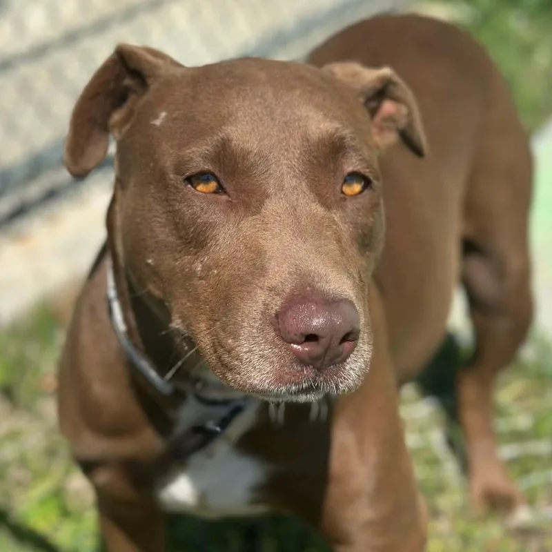 Tootsie Roll thumbnail 6