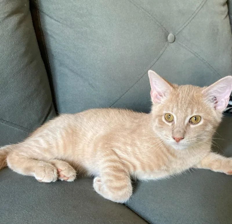 A baby medium-sized male Tabby cat named Miles for adoption in Lebanon, TN