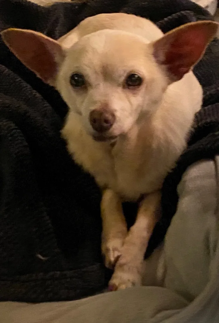 A senior small-sized female White / Cream Chihuahua dog named Allie for adoption in Century City, CA