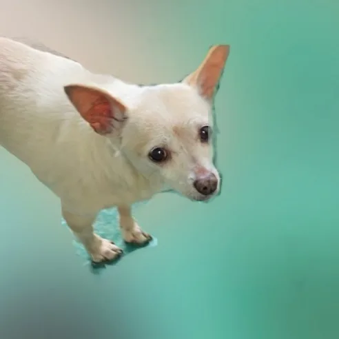 Allie thumbnail 2