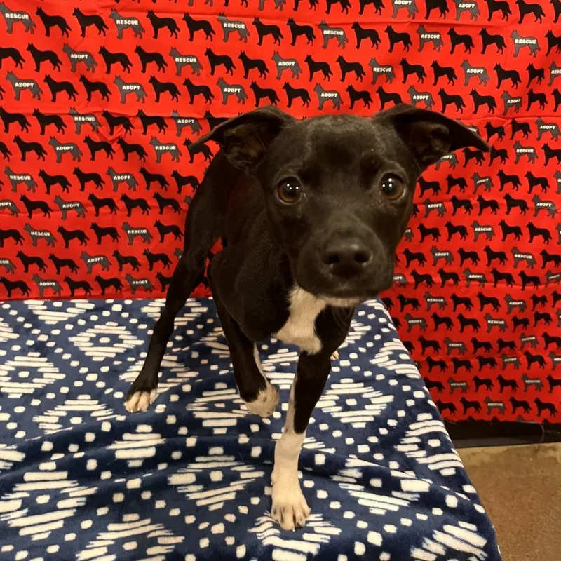 A baby small-sized male Black Terrier dog named Timmy for adoption in Washburn, MO