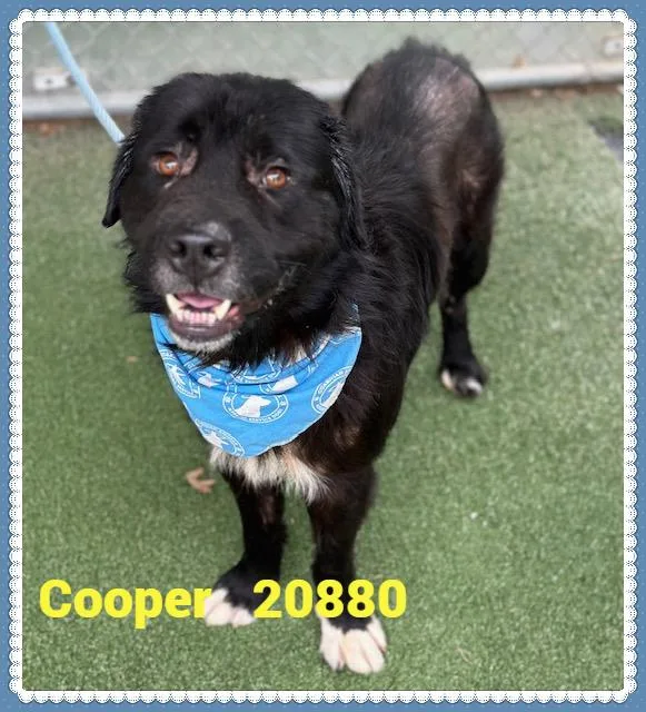 A young medium-sized male Black Labrador Retriever dog named Cooper for adoption in Marietta, GA